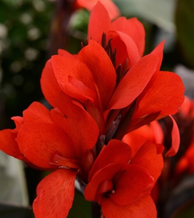 Canna Lily Cannova® Bronze Scarlet